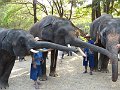 Chiang Mai P0107 Maetaman Elephant Camp